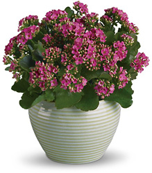 Bountiful Kalanchoe from Schultz Florists, flower delivery in Chicago
